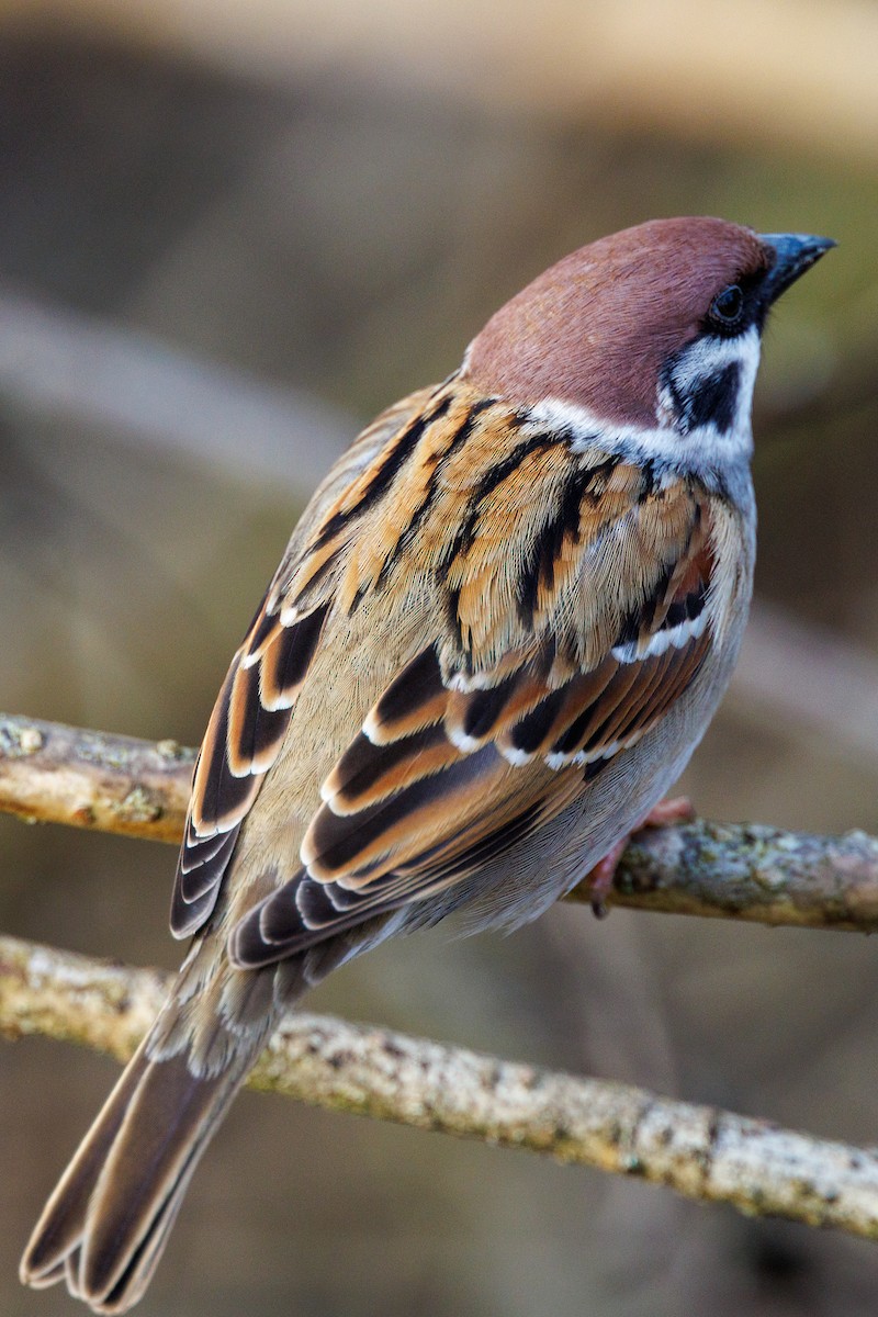 Eurasian Tree Sparrow - Lutz Duerselen