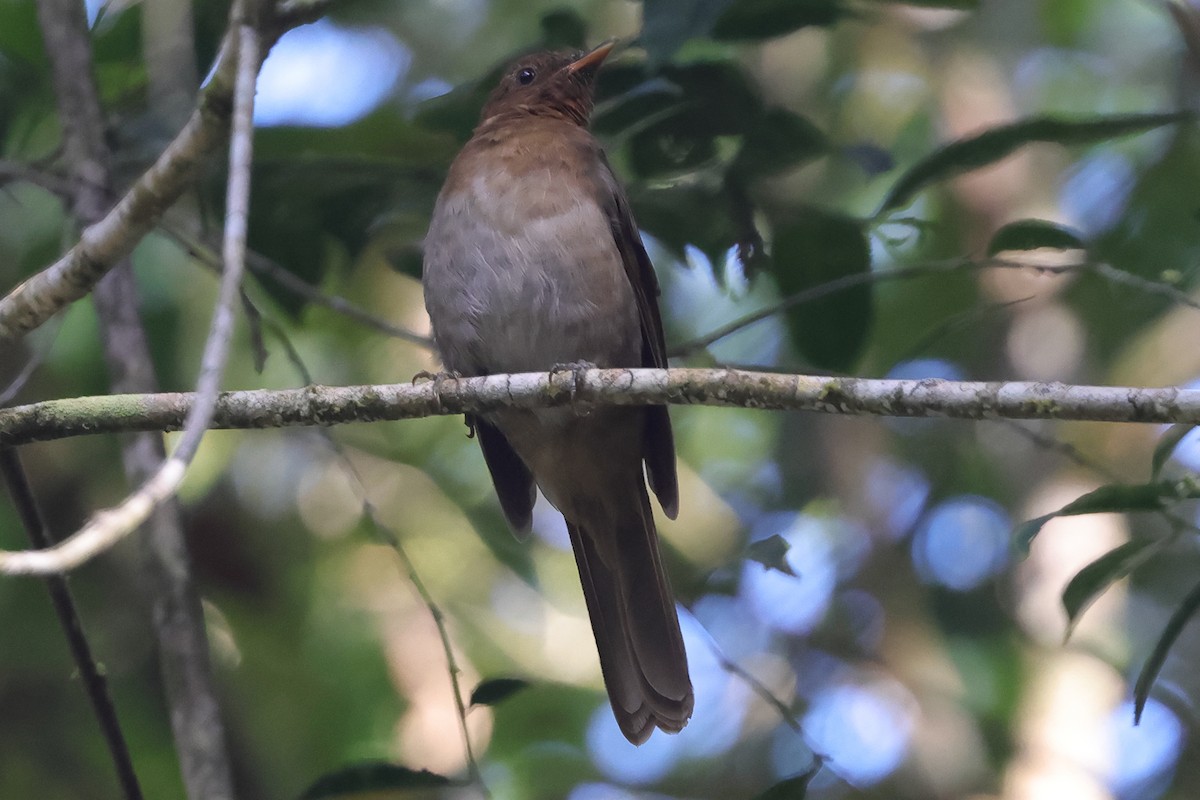 Rufous-brown Solitaire - ML614889733