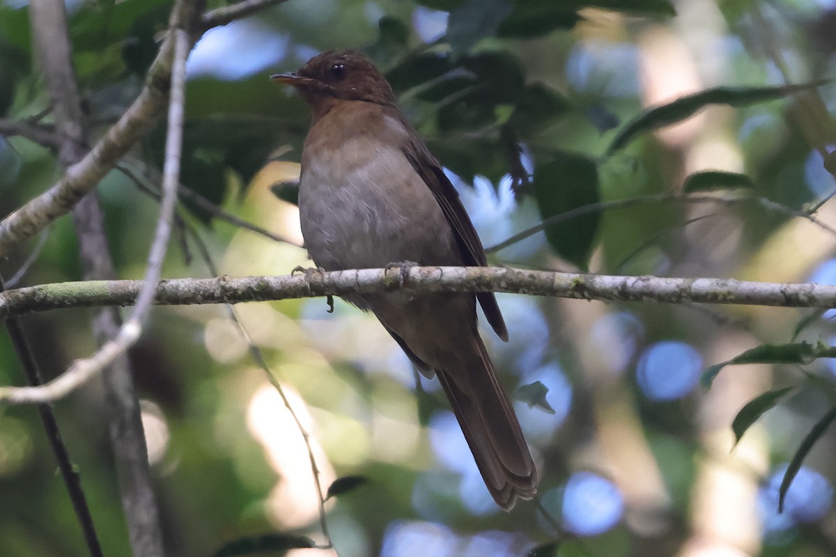 Rufous-brown Solitaire - ML614889734