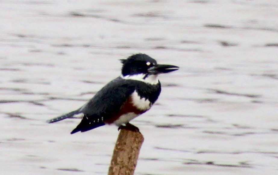 Belted Kingfisher - ML614889858