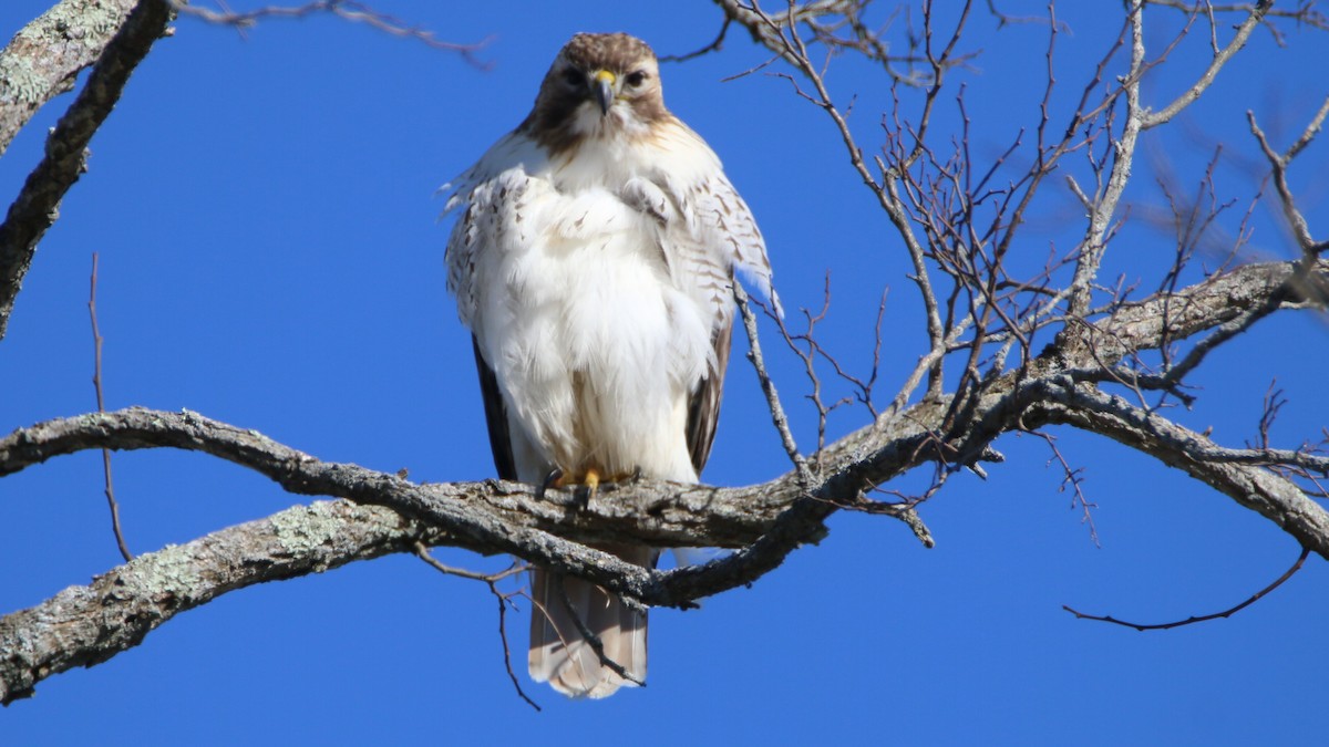 Red-tailed Hawk - ML614889912