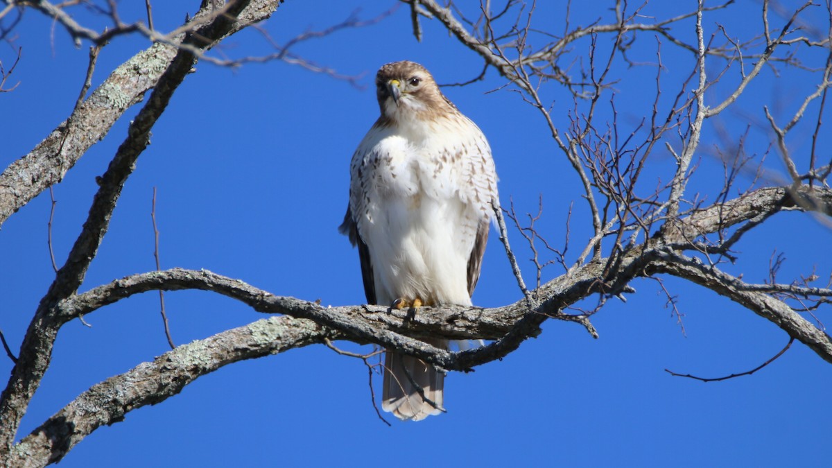 Red-tailed Hawk - ML614889913