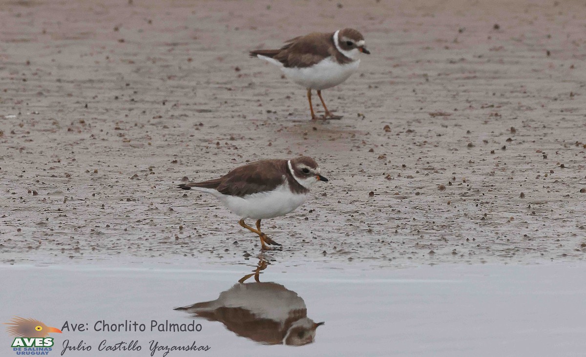 Semipalmated Plover - ML614889966