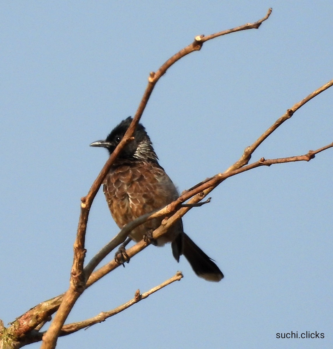 Red-vented Bulbul - ML614889978