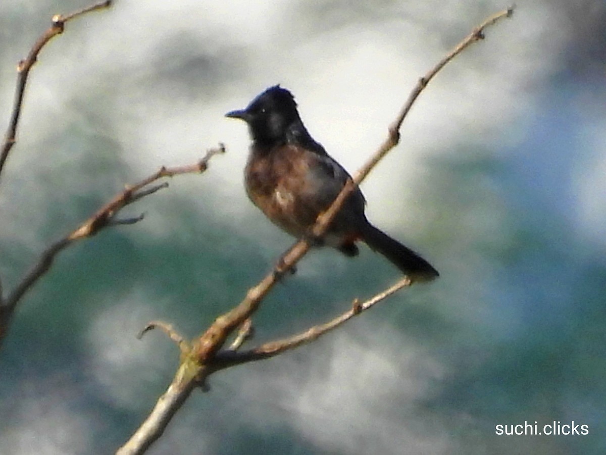 Red-vented Bulbul - ML614889979