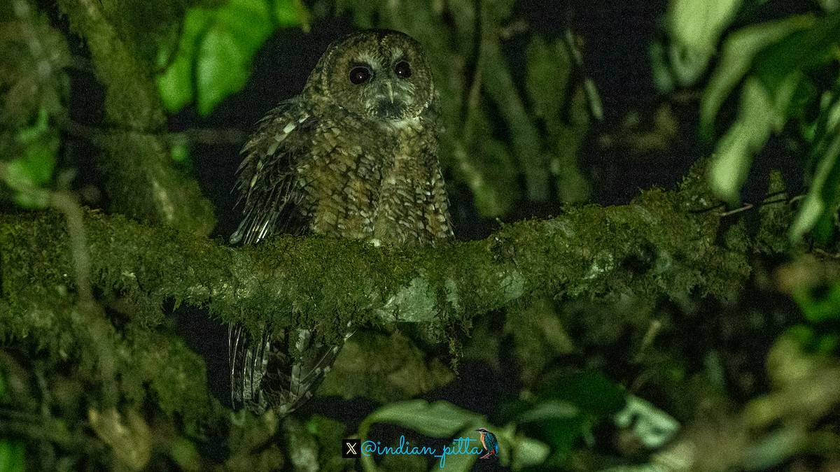 Himalayan Owl - ML614890031