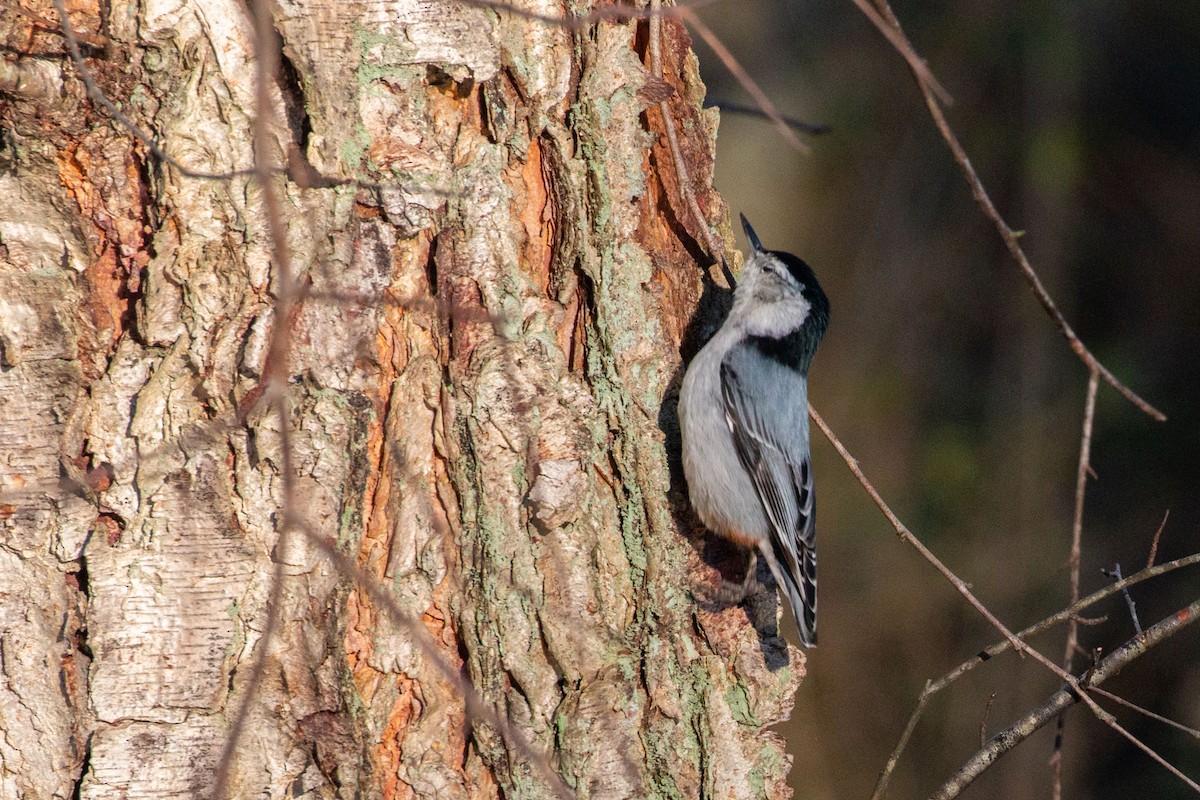 White-breasted Nuthatch - ML614890039