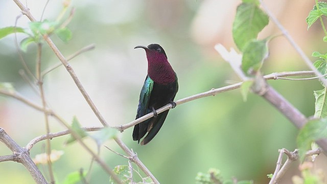 kolibřík nachovohrdlý - ML614890135