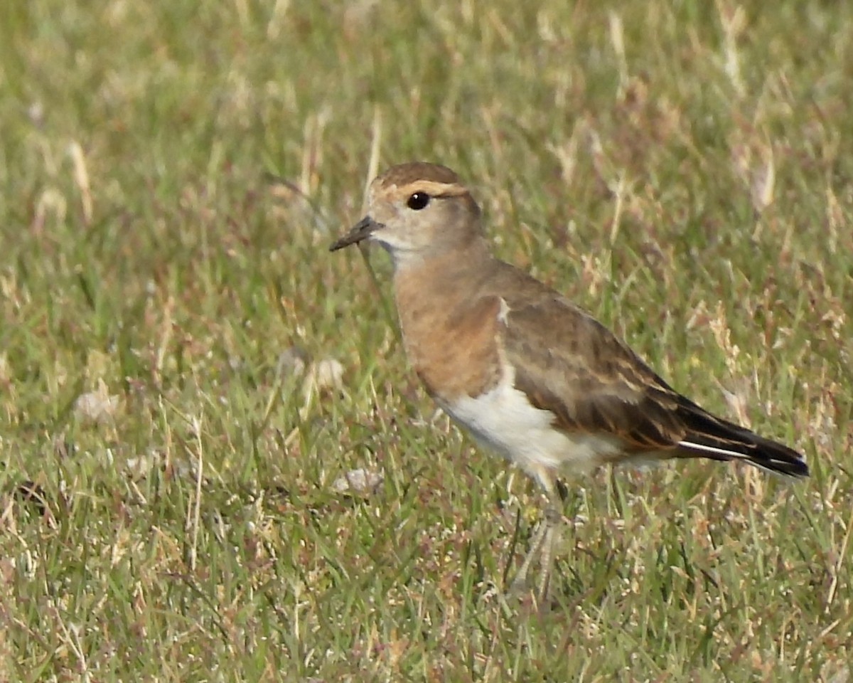Rufous-chested Dotterel - ML614890468