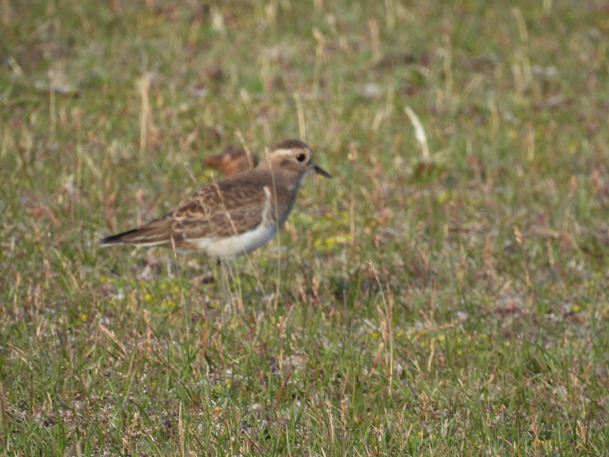 Rufous-chested Dotterel - ML614890469