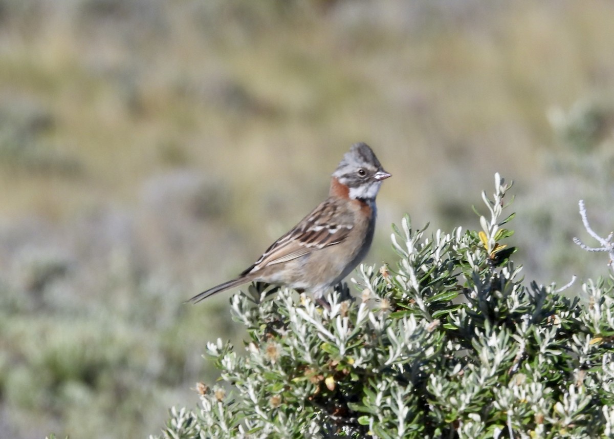 Rufous-collared Sparrow - ML614890501