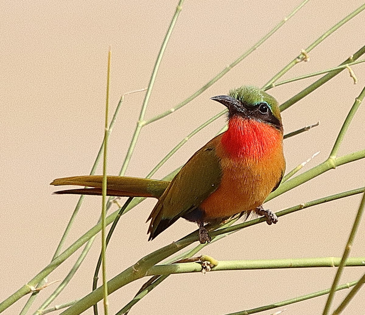 Red-throated Bee-eater - ML614890537