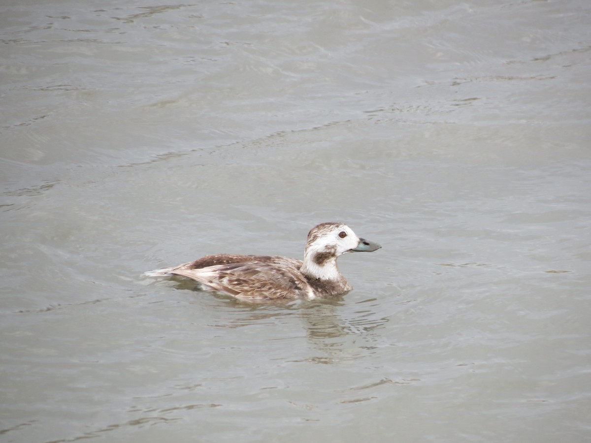 Long-tailed Duck - ML614890545