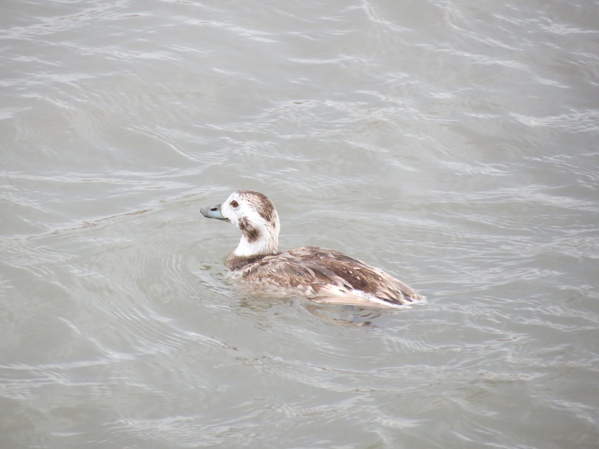Long-tailed Duck - ML614890547
