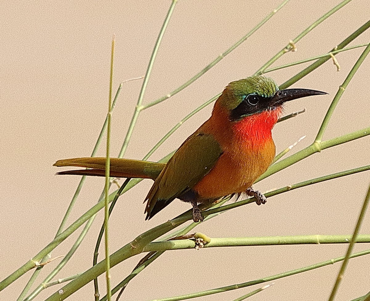 Red-throated Bee-eater - ML614890550