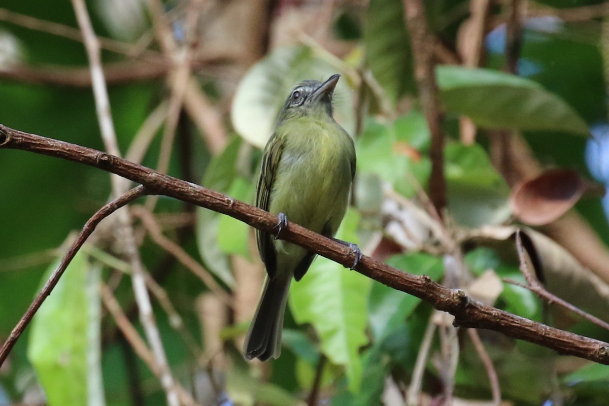 Gray-crowned Flatbill - ML614890572