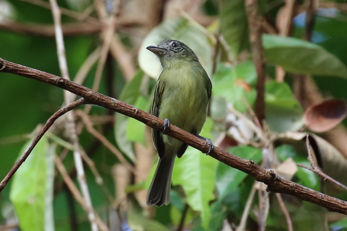 Gray-crowned Flatbill - ML614890577