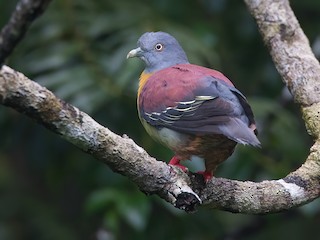 Little Green-Pigeon - Treron olax - Birds of the World