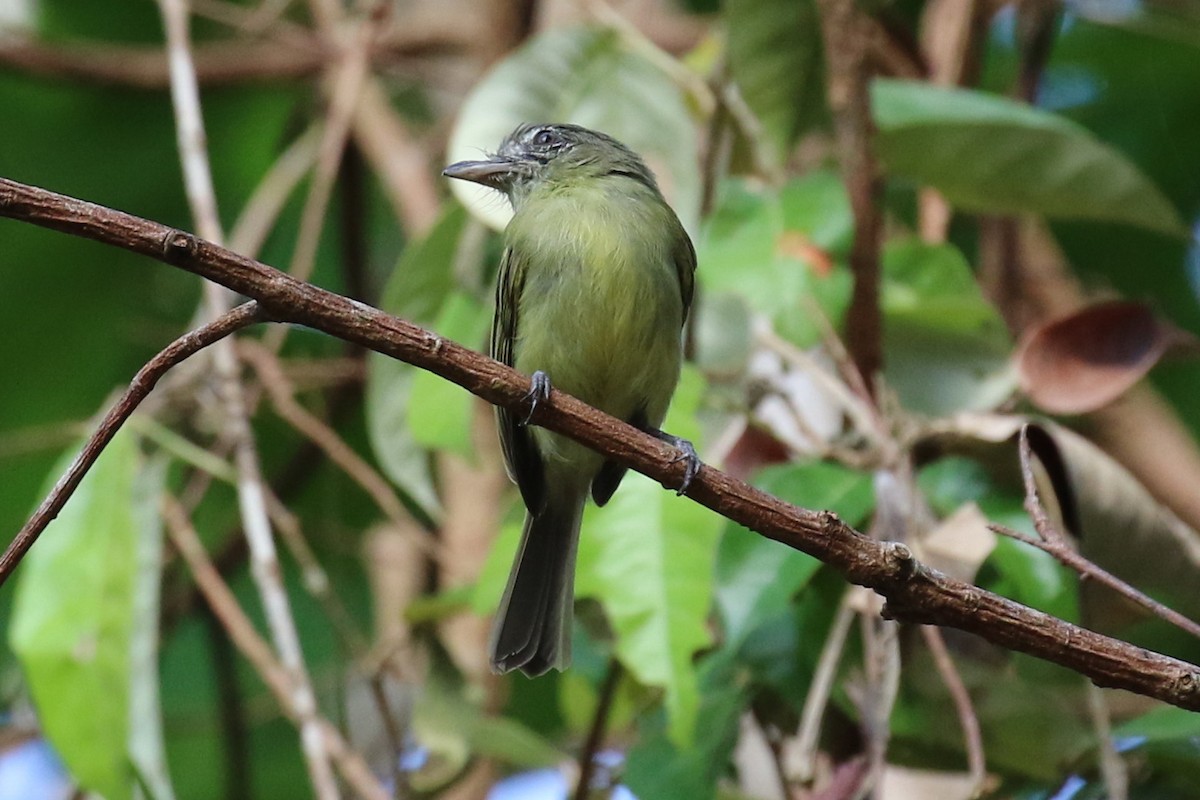 Gray-crowned Flatbill - ML614890589