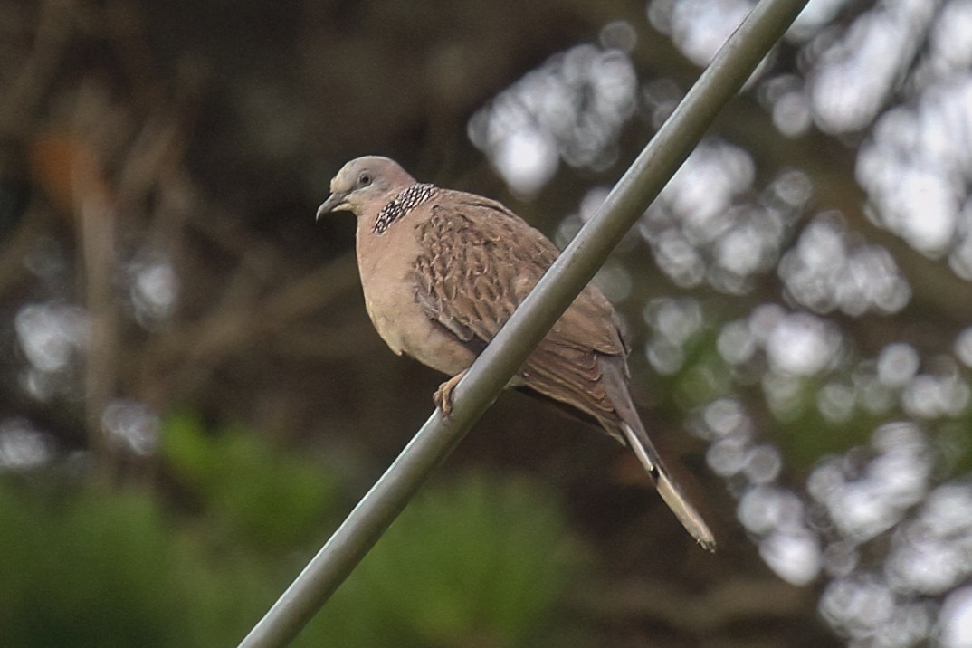 Spotted Dove - ML614890674
