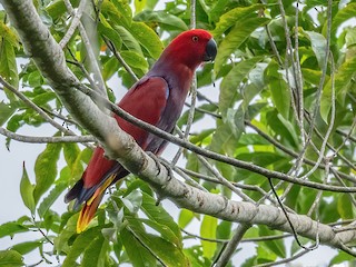  - Moluccan Eclectus