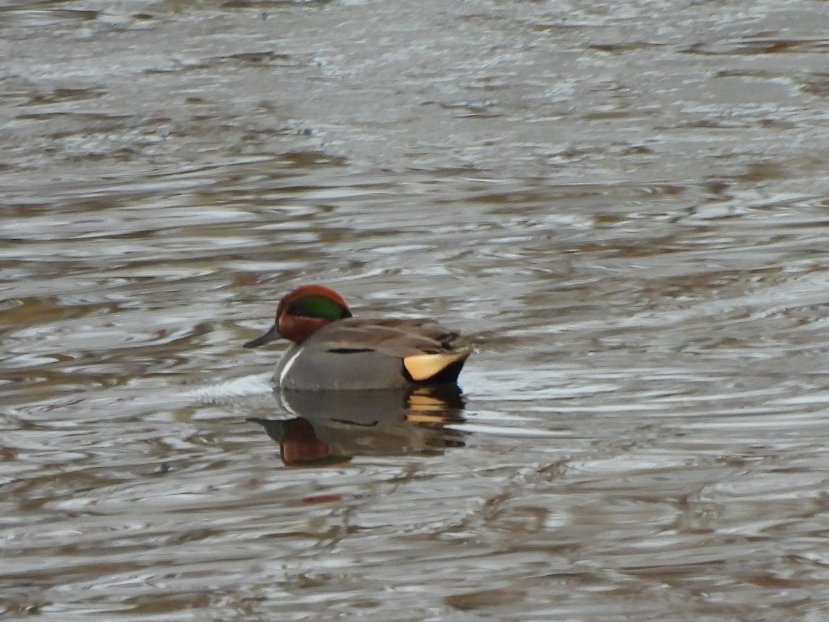 eBird Checklist 16 Feb 2024 Kensington Metroparkgeneral (Oakland