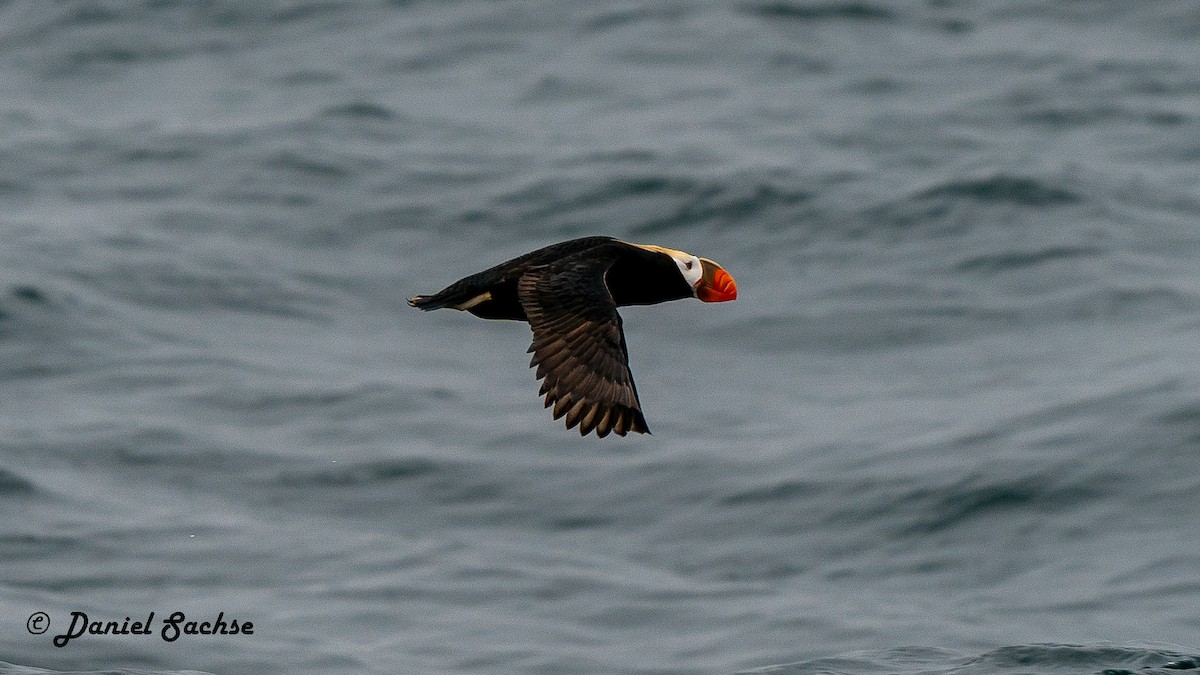 Tufted Puffin - ML614891184