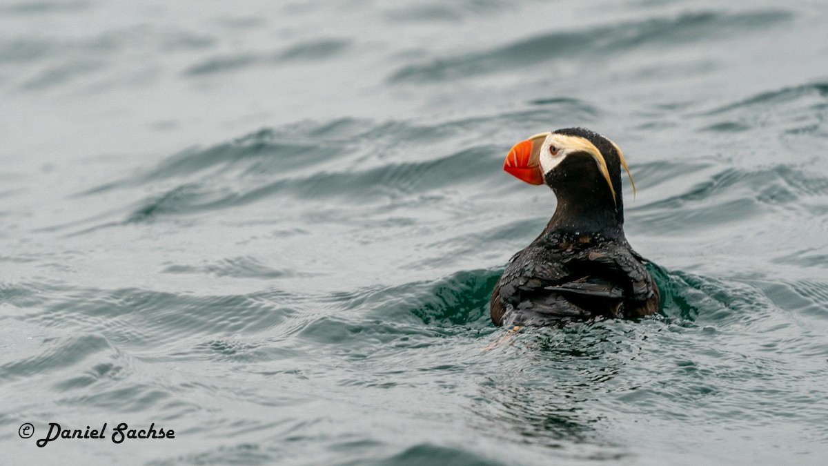 Tufted Puffin - ML614891185