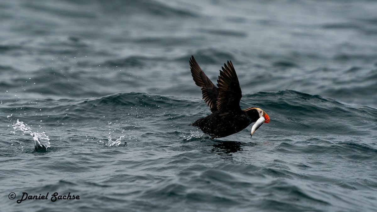 Tufted Puffin - ML614891186