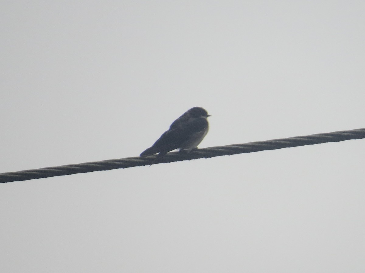 Blue-and-white Swallow (cyanoleuca) - ML614891236