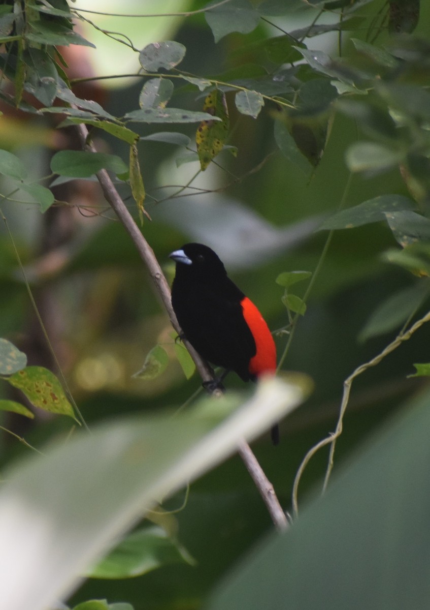 Scarlet-rumped Tanager - ML614891240