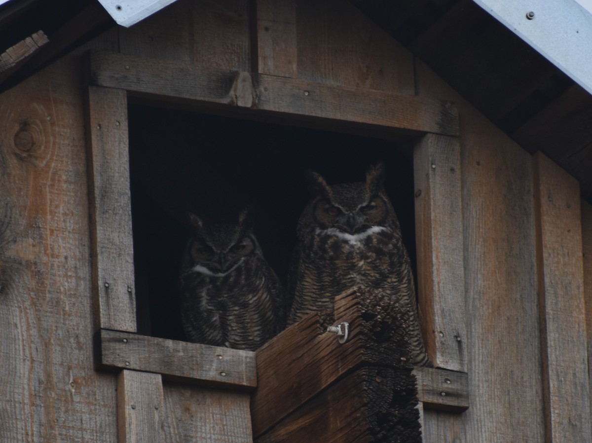 Great Horned Owl - ML614891450