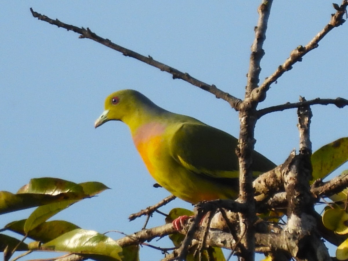 Orange-breasted Green-Pigeon - ML614891505