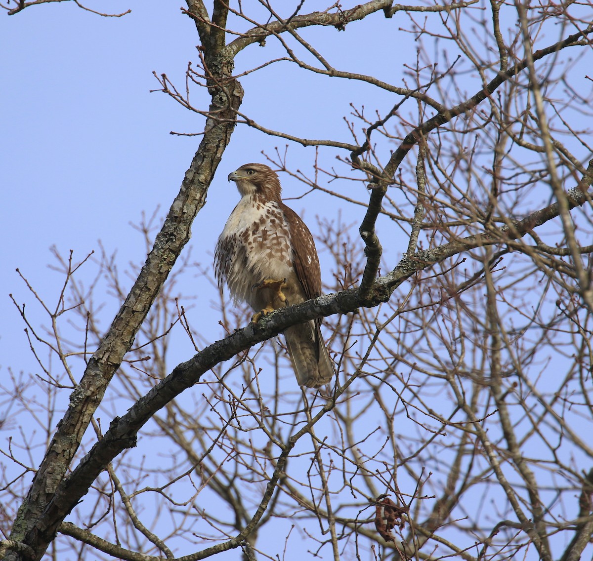 Red-tailed Hawk - ML614891530