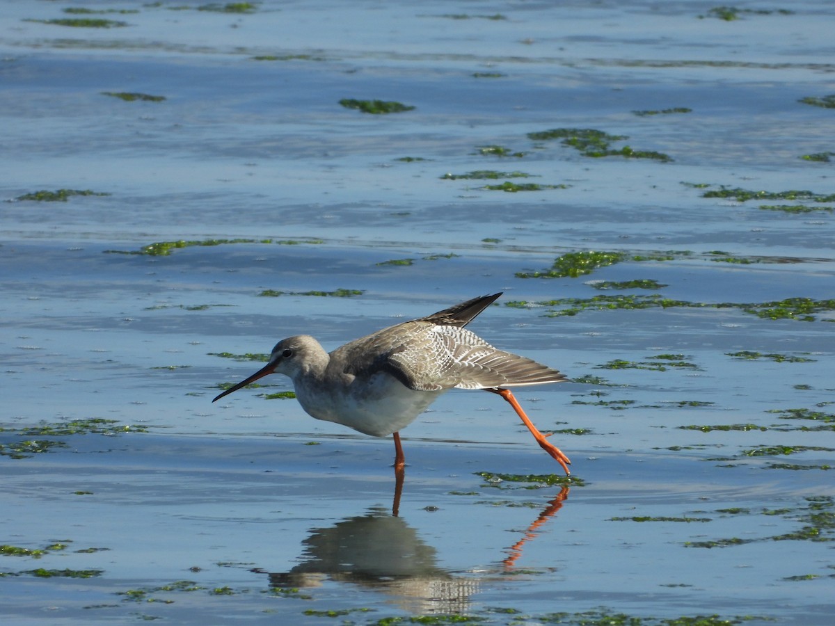 Spotted Redshank - ML614891600