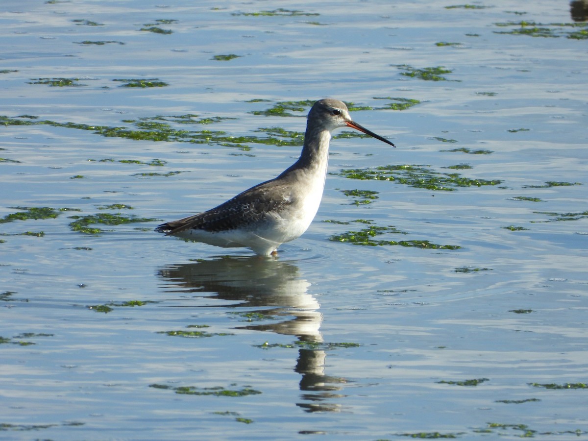 Spotted Redshank - ML614891602