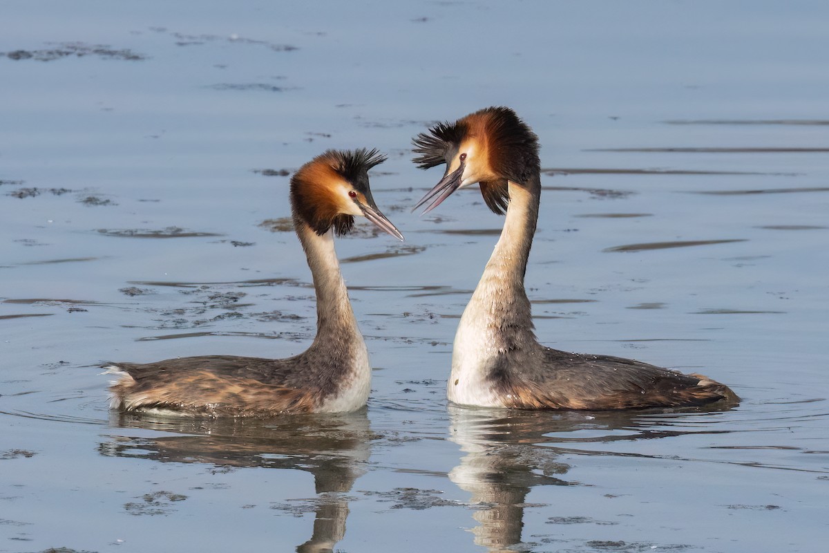 Great Crested Grebe - ML614891617
