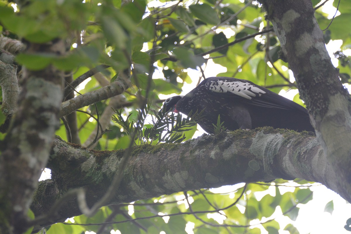 Black-fronted Piping-Guan - ML614891620