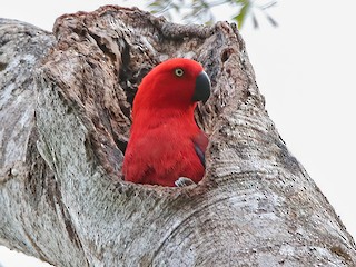  - Sumba Eclectus