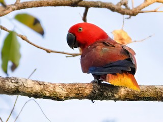  - Tanimbar Eclectus