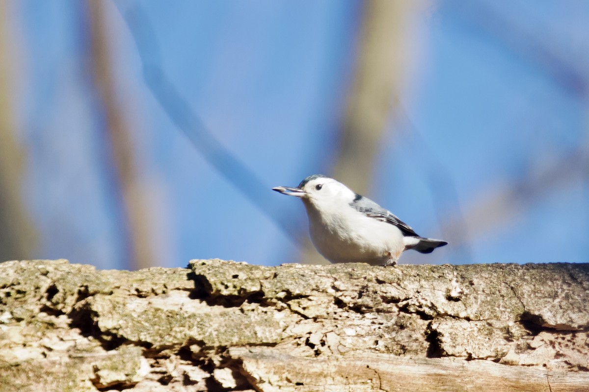 White-breasted Nuthatch - ML614891883