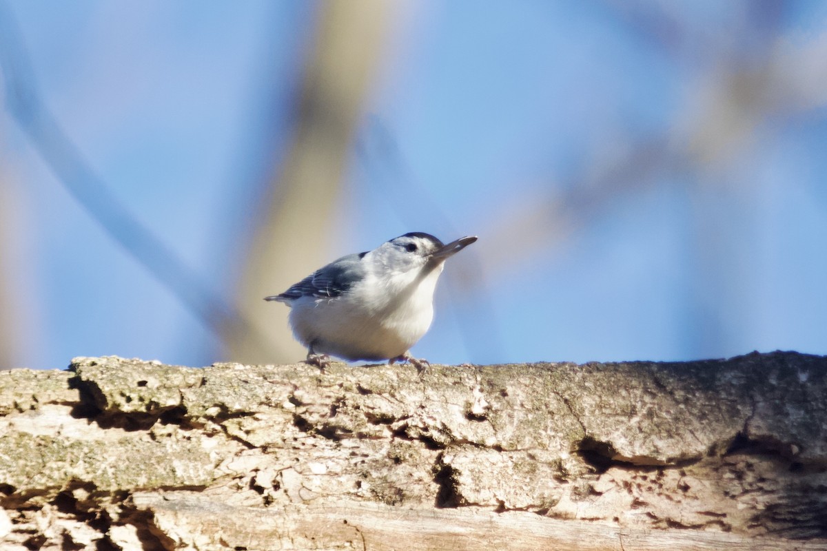 White-breasted Nuthatch - ML614891886