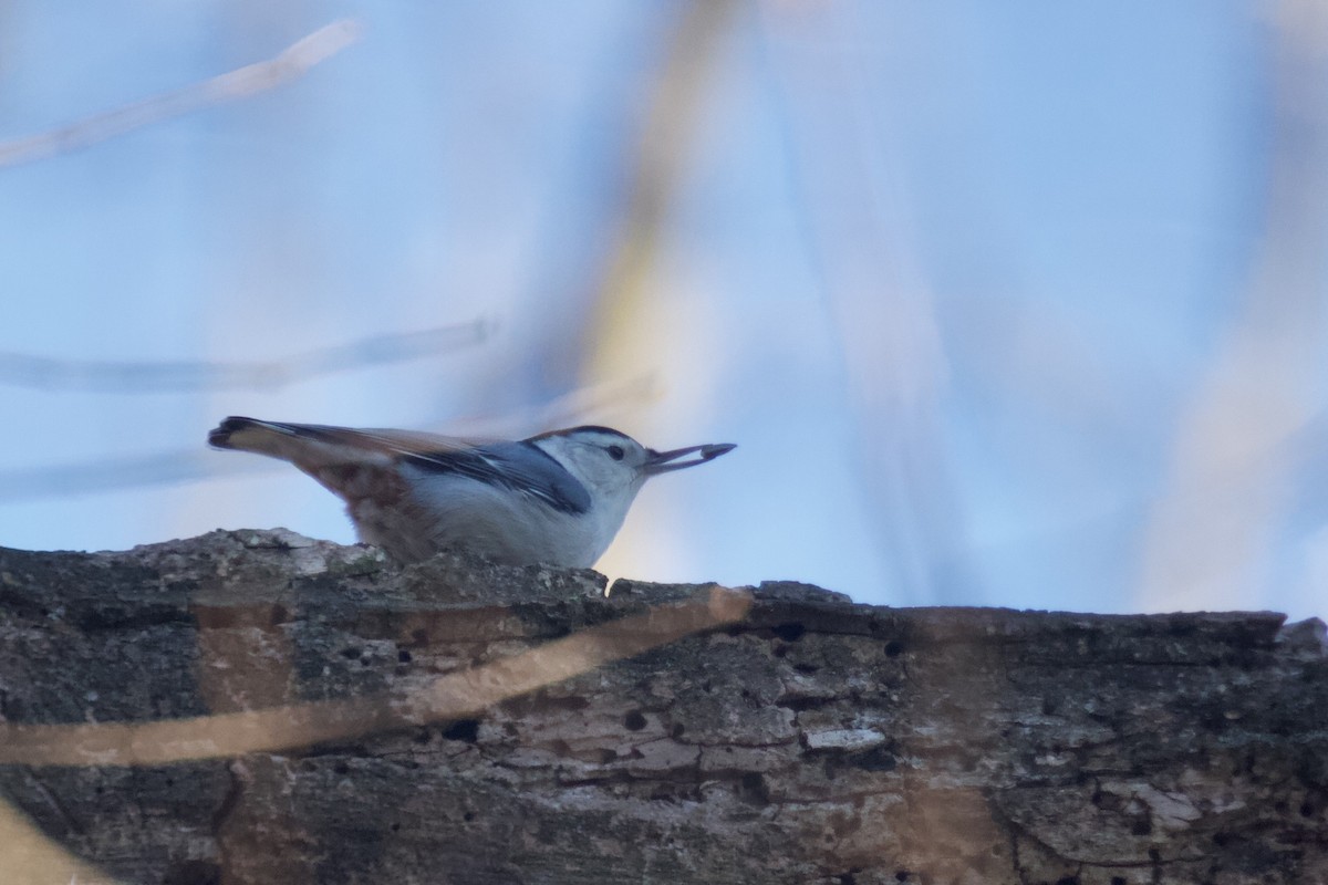 White-breasted Nuthatch - ML614891888