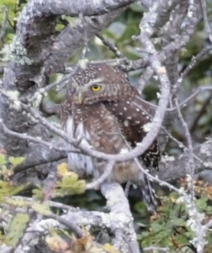 Andean Pygmy-Owl - ML614892060