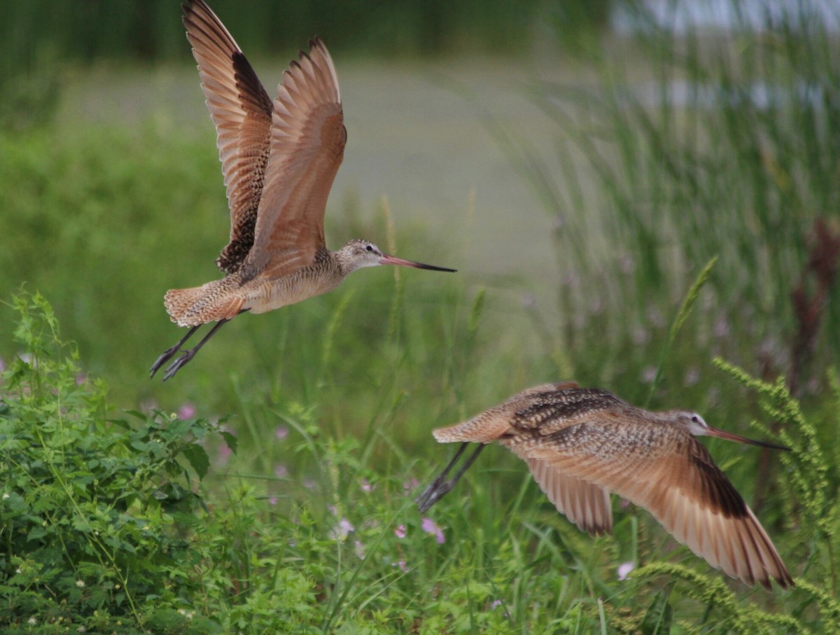 Marbled Godwit - Cory  Norris