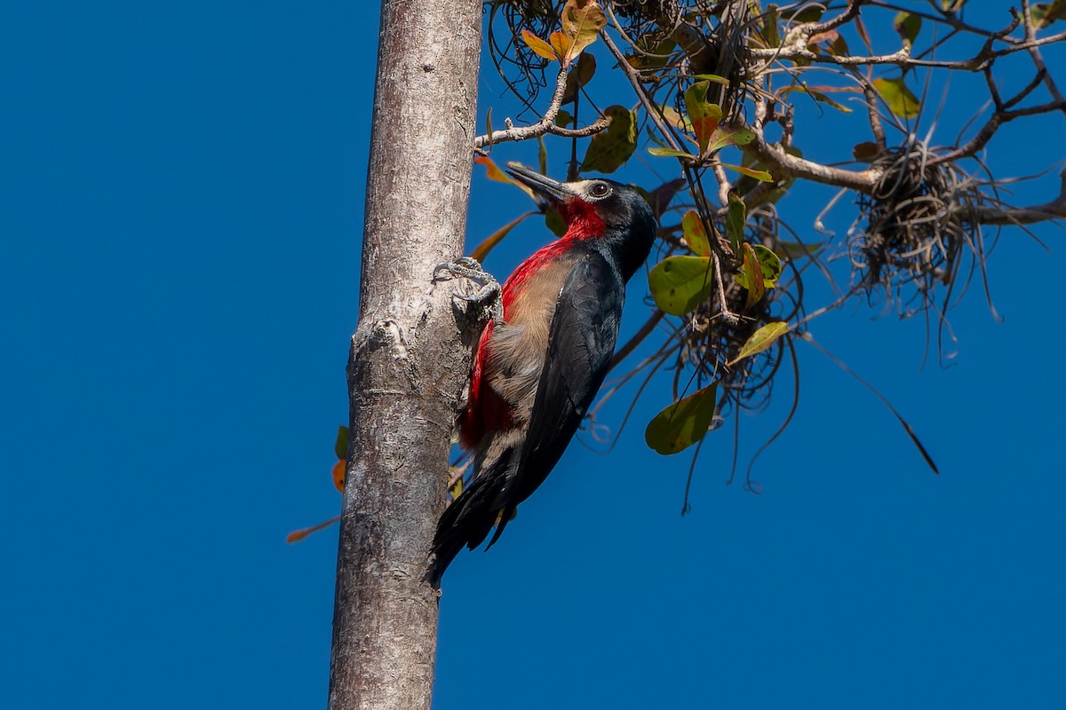 Puerto Rican Woodpecker - ML614892129