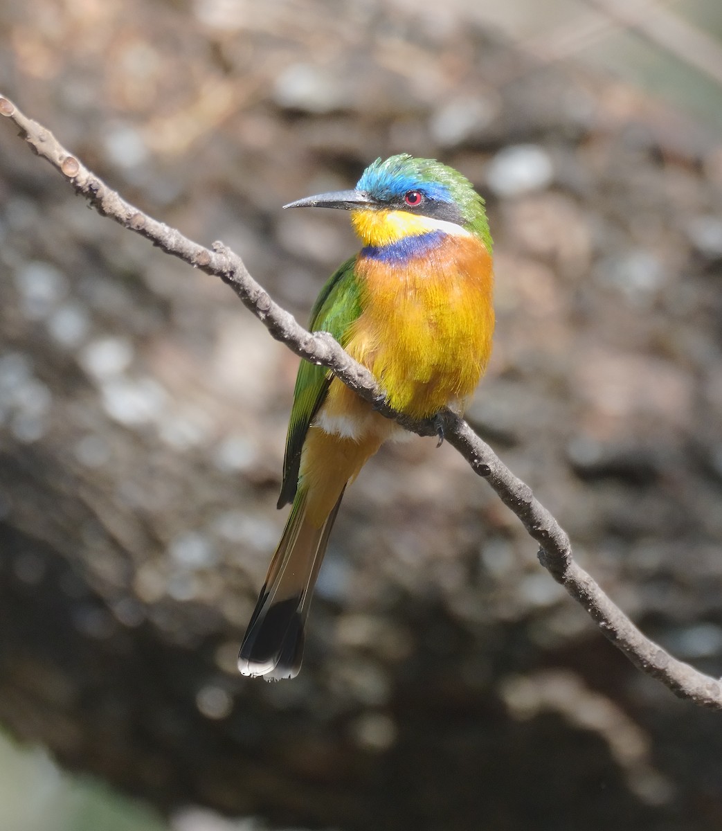 Ethiopian Bee-eater - ML614892191