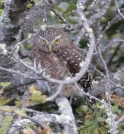 Andean Pygmy-Owl - ML614892214
