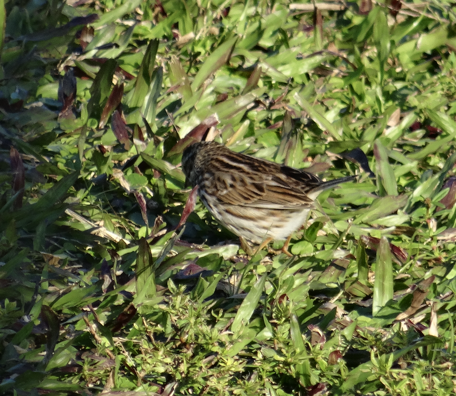 Savannah Sparrow - ML614892291