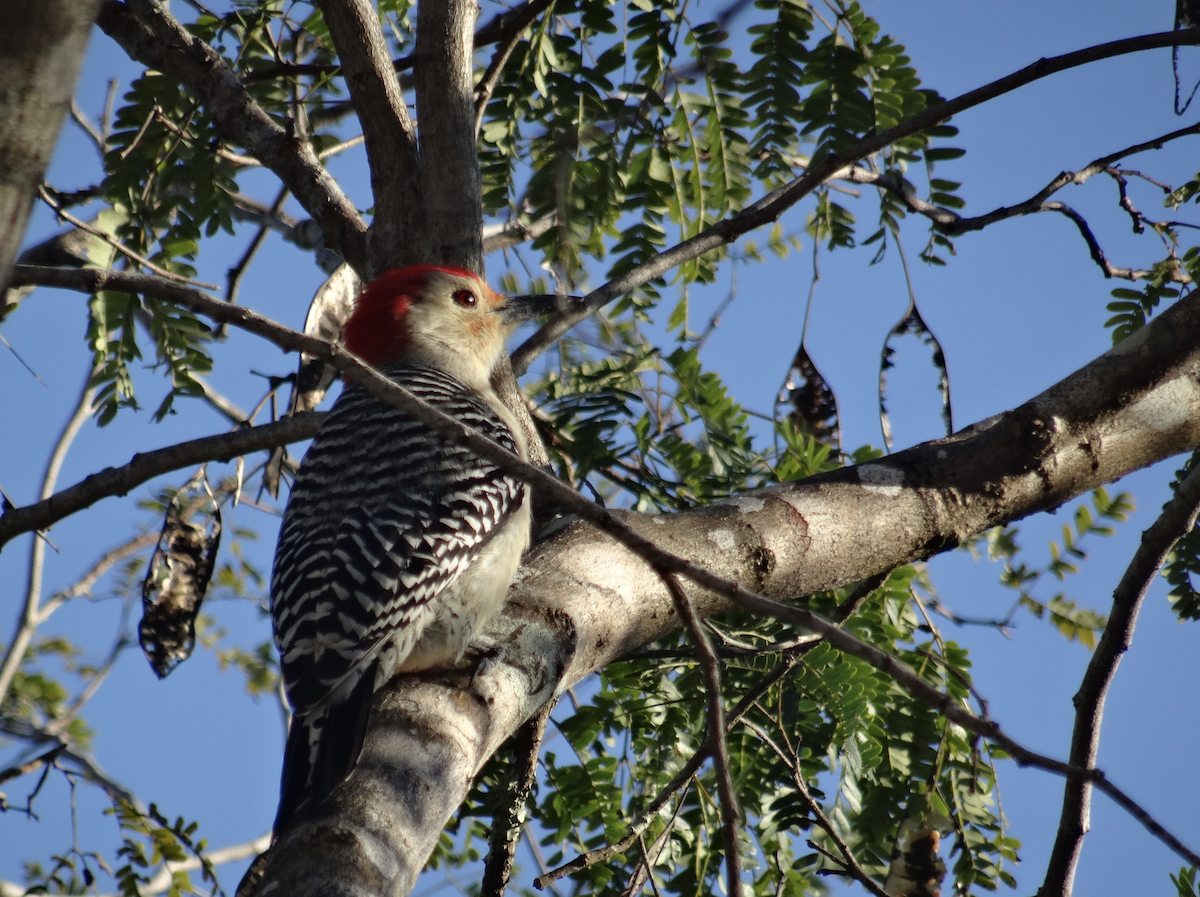Red-bellied Woodpecker - Angie Trumbo